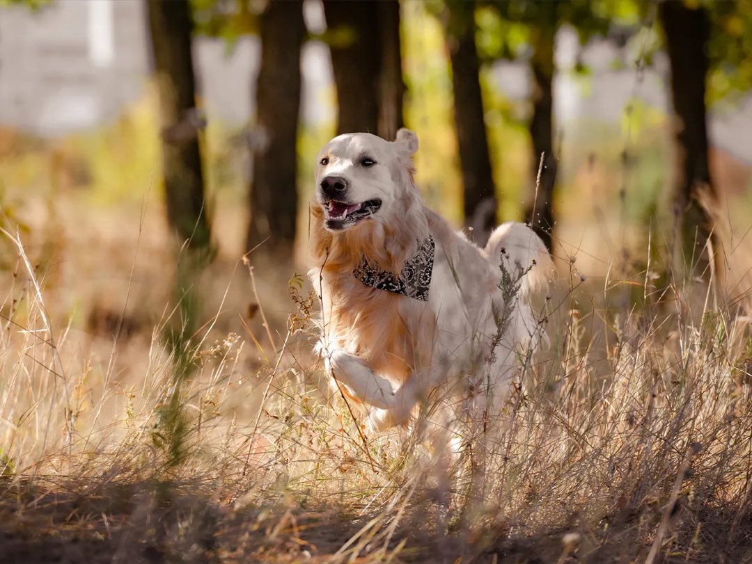 Dogs Welcome