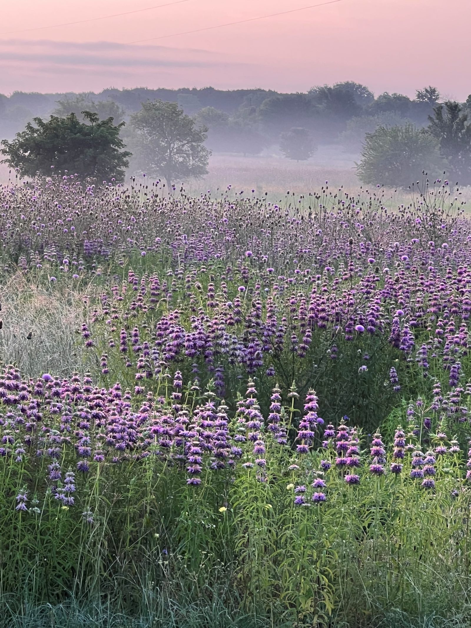 Dawn mist over the wildflowers